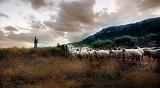 shepherd